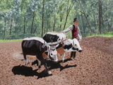 Harrowing the Fields with Oxen
