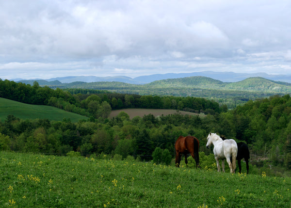 Washington County Horse View