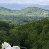 Washington County Horse View