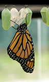 Monarch Butterfly