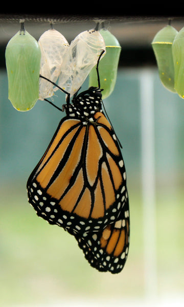 Monarch Butterfly