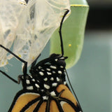 Monarch Butterfly