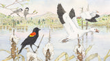 Redwinged Blackbird