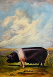 Pig On A Hill