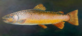 Rainbow Trout