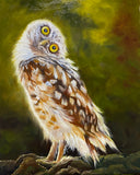 Owl #1
