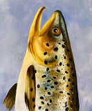 Fly And Trout