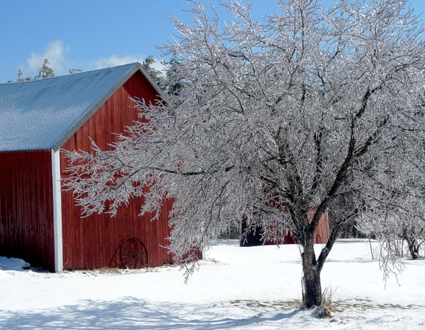 Red Barn