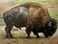 THE BUFFALO