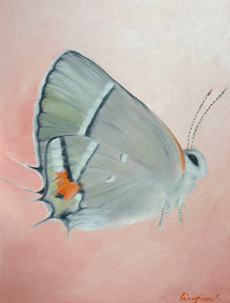 Bartrams Hairstreak Butterfly