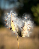 Milkweed Pods