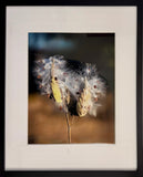 Milkweed Pods