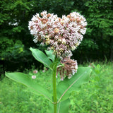 Heartshaped Milkweed Flower