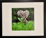 Heartshaped Milkweed Flower