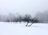 Winter Fog (unframed)