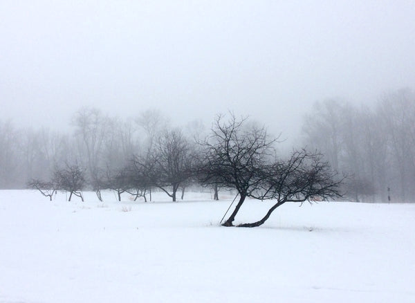 Winter Fog