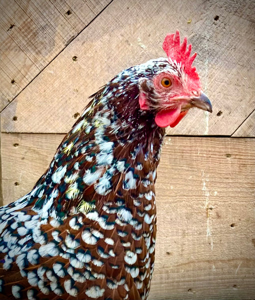 Speckled Hen, Scotch Hill Farm (unframed)