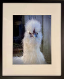 Miss Muppet, Scotch Hill Farm (unframed)
