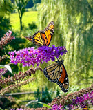 Monarch Butterflies, Scotch Hill Farm (unframed)