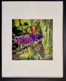 Monarch Butterflies, Scotch Hill Farm (unframed)