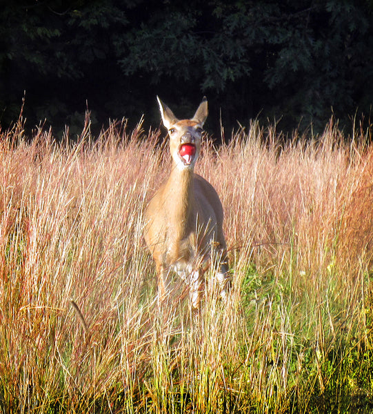 The Apple Eater (unframed)