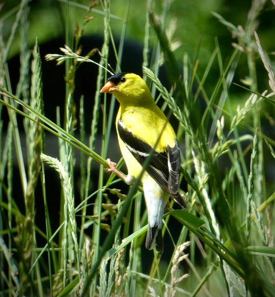 American Goldfinch