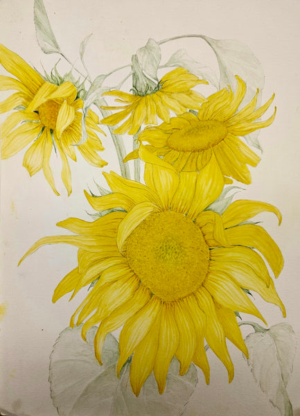 Sunflowers