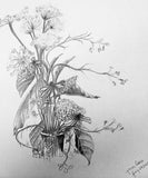 Black-eyed Susan & QueenAnn’s Lace