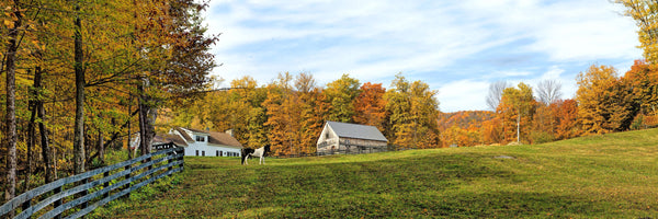 Black Mountain Road Horse Farm