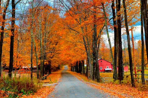 Autumn, Three Maple Drive