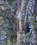Copper Beech 1