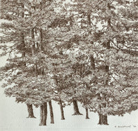 Pine Tree Grove