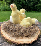 Freshly Hatched