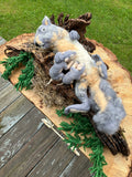 Squirrel Nest