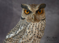 Lifesized Gray Screech Owl