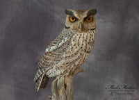 Lifesized Gray Screech Owl