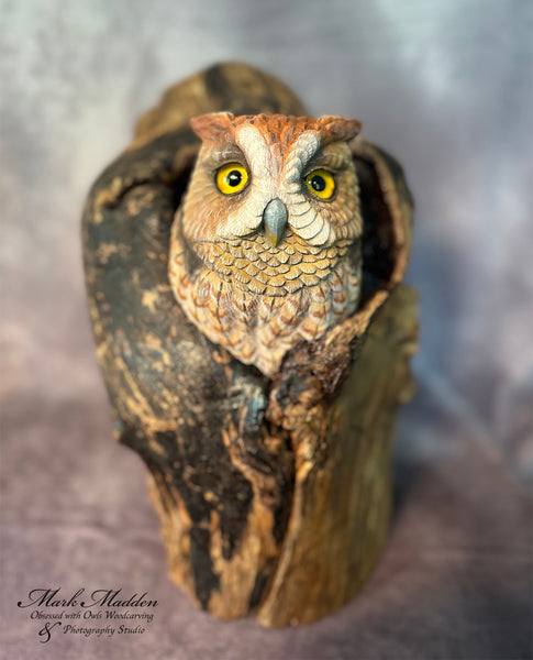 Lifesized Screech Owl in a Tree Hole