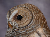 Lifesized Barred Owl