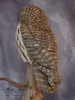 Lifesized Barred Owl