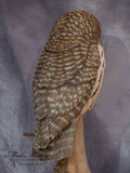 Lifesized Barred Owl