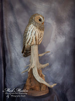 Lifesized Barred Owl