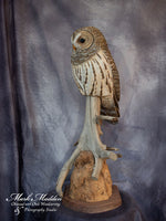 Lifesized Barred Owl