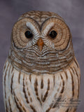 Lifesized Barred Owl