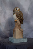 Miniature Barred Owl