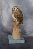 Miniature Barred Owl