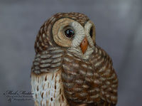 Miniature Barred Owl