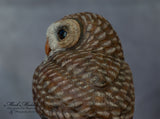 Miniature Barred Owl