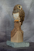 Miniature Barred Owl