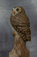 Miniature Barred Owl