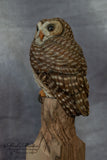 Miniature Barred Owl